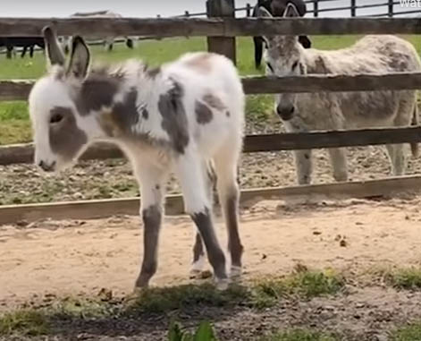 Orphaned Baby Donkey Cried For Days Until He Found A New Mom